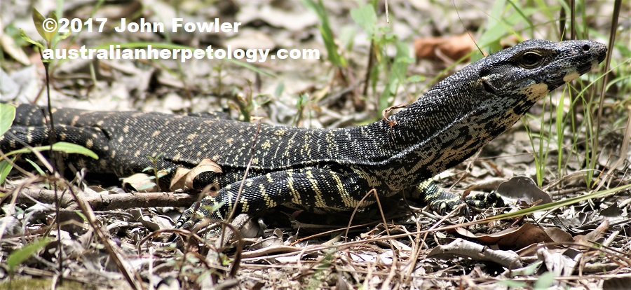 LACE MONITOR Varanus varius THE REPTILES OF AUSTRALIA